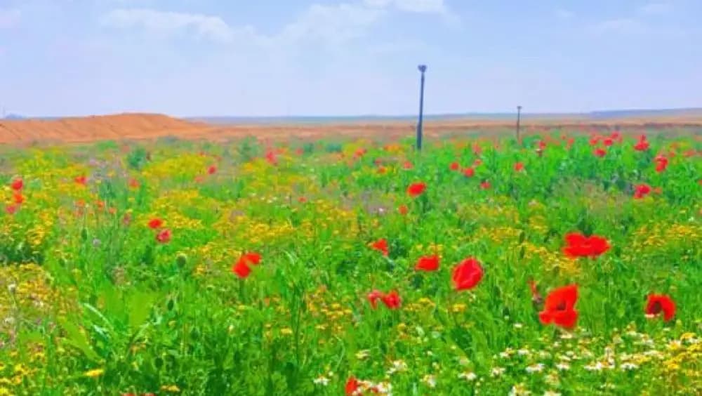 مزرعة غازي فريح الفريح محمية الديدحان تل التين — صورة 2