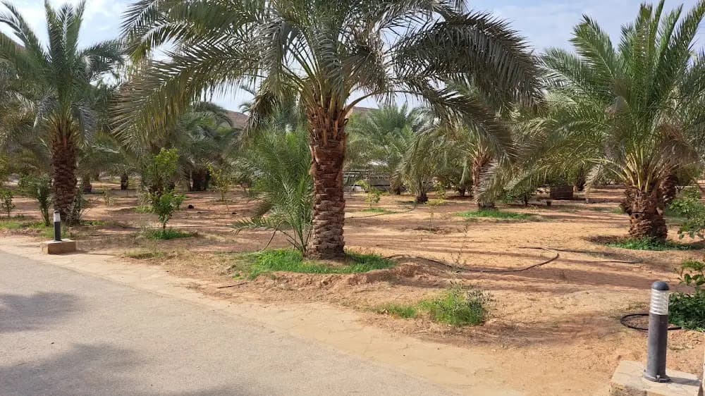 بساتين شيخة — صورة 2