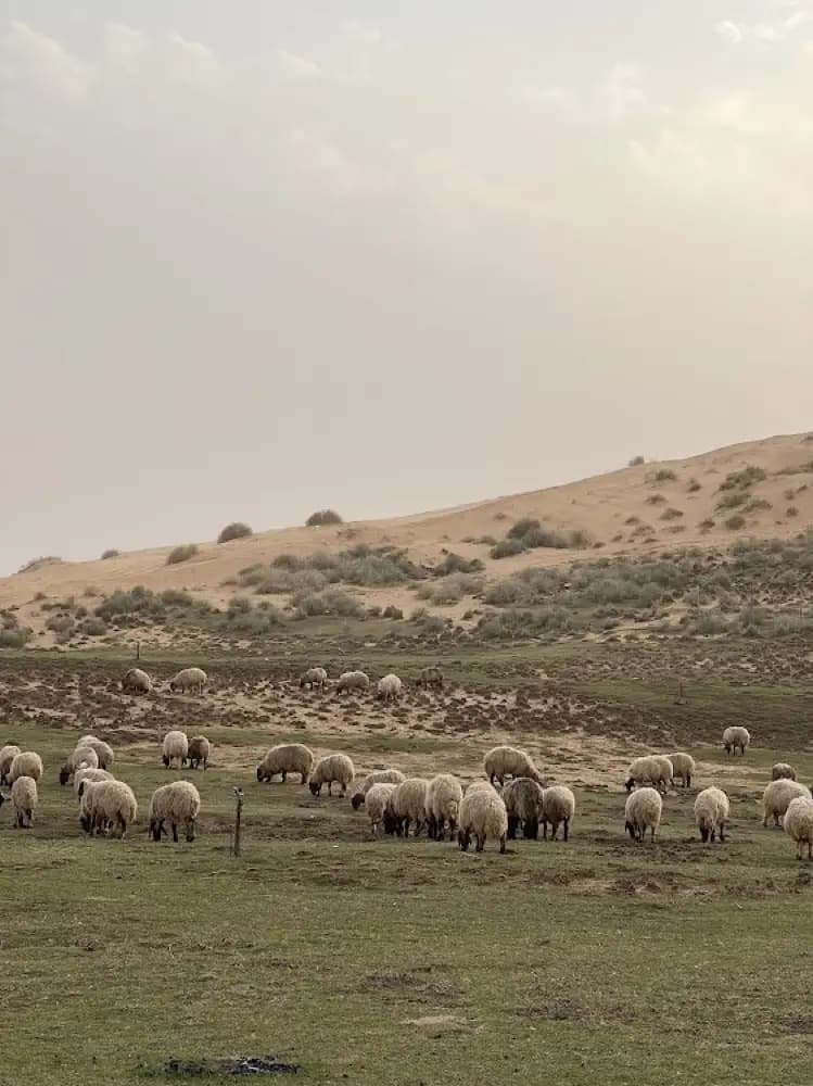 محمية المسند — صورة 2