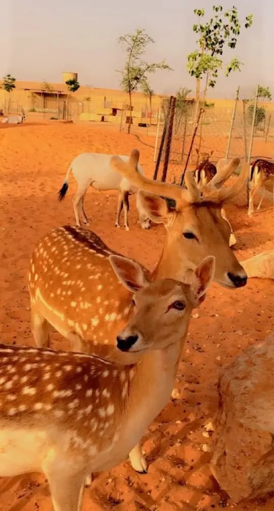محمية الحبيش — صورة 2