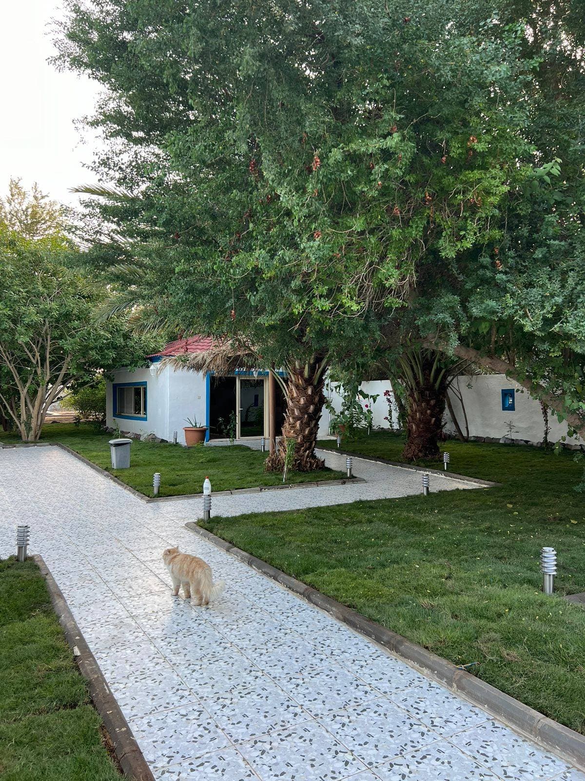 مزرعة العامرية — صورة 3