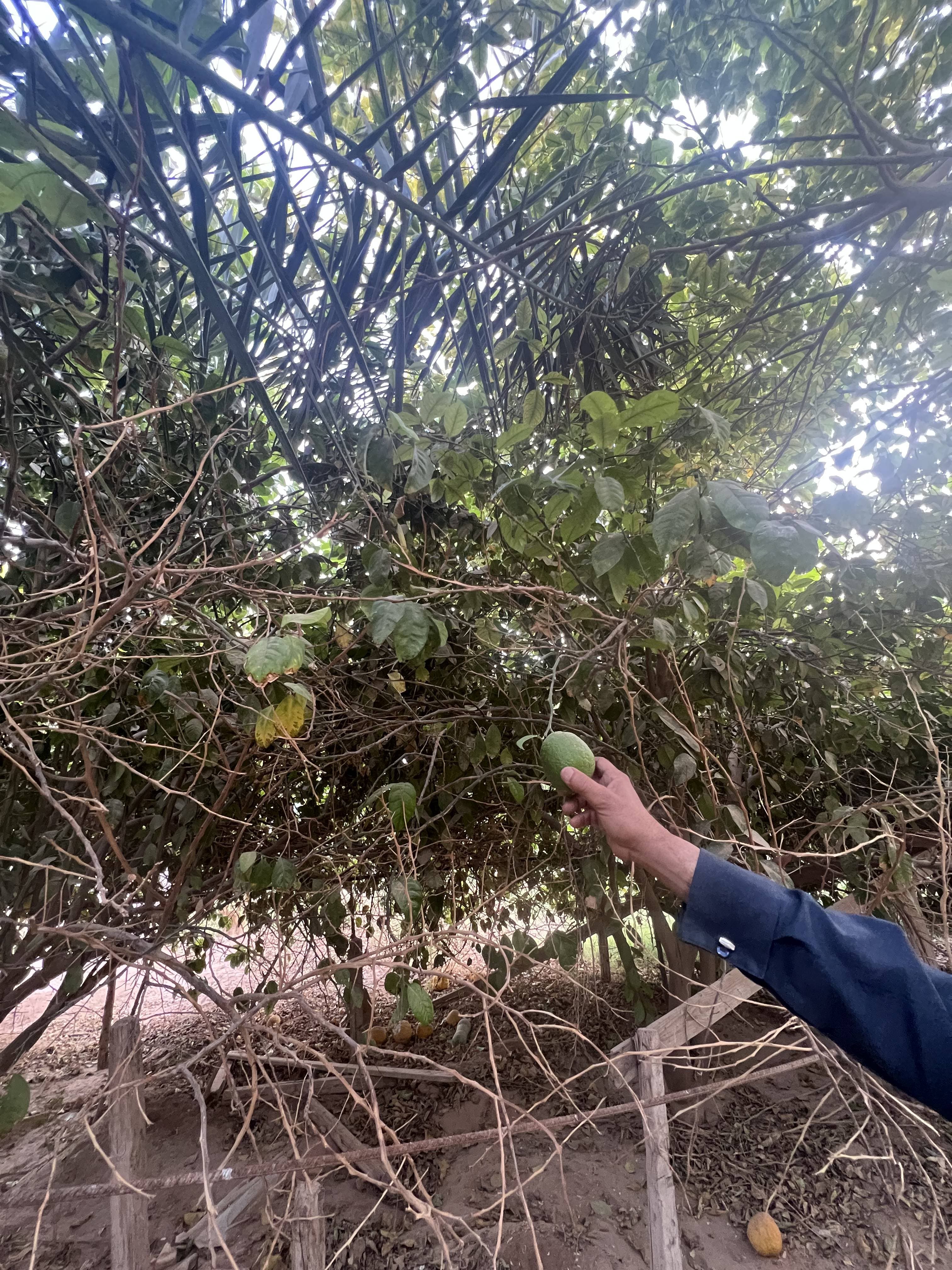 مزرعة جياد الخرج للزراعة العضوية — صورة 3