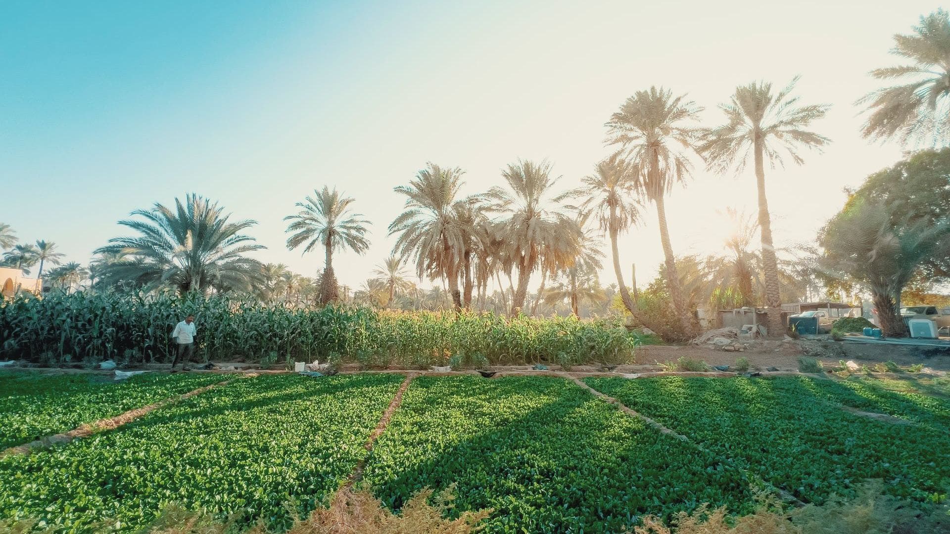 مزرعة صوفي ورمضان الزهراني — صورة 2