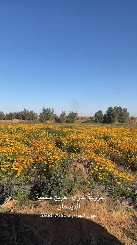 مزرعة غازي فريح الفريح محمية الديدحان تل التين