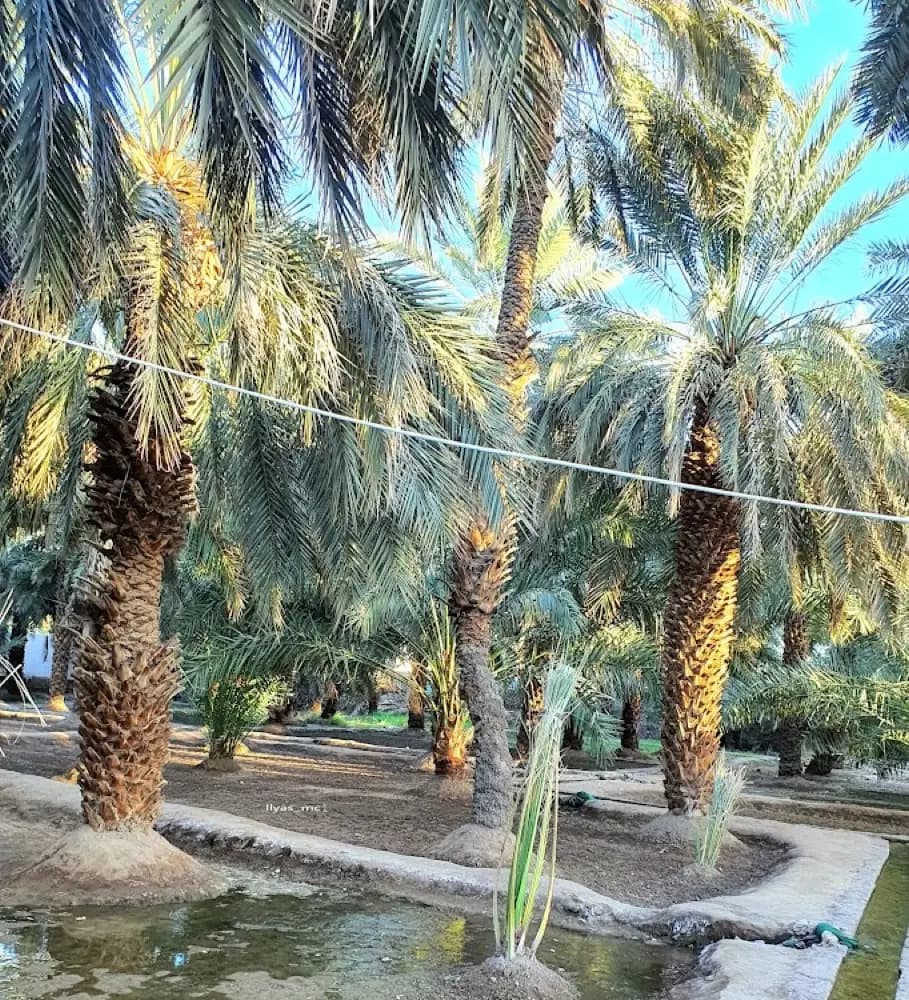 مزرعة الصحابي الجليل سلمان الفارسي