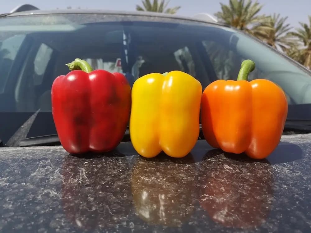 مزرعة المنيرة