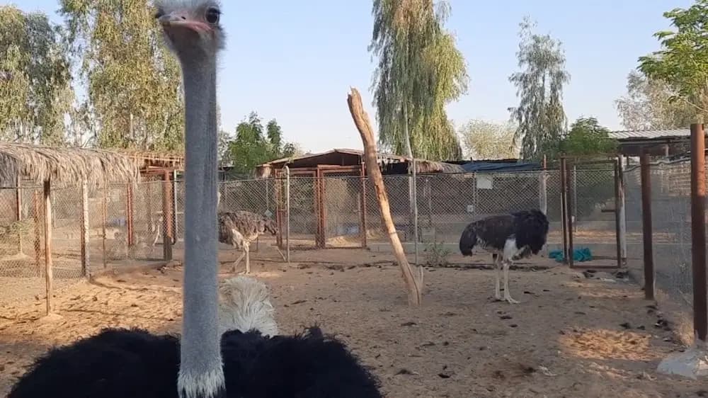 محمية القفاري