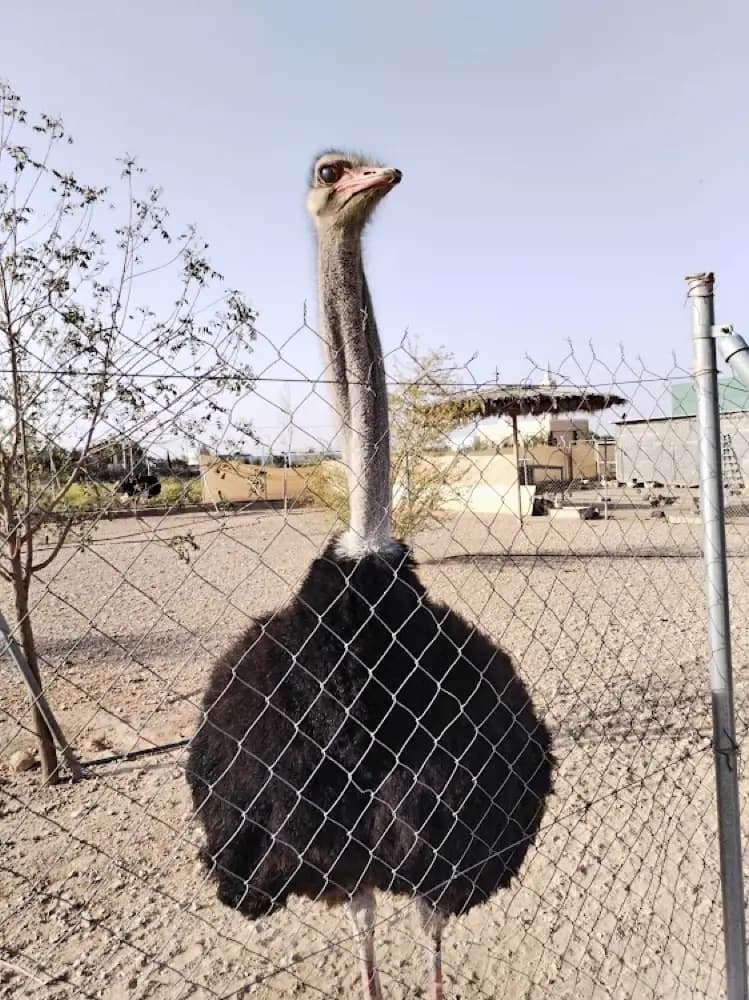 محمية الحبيش