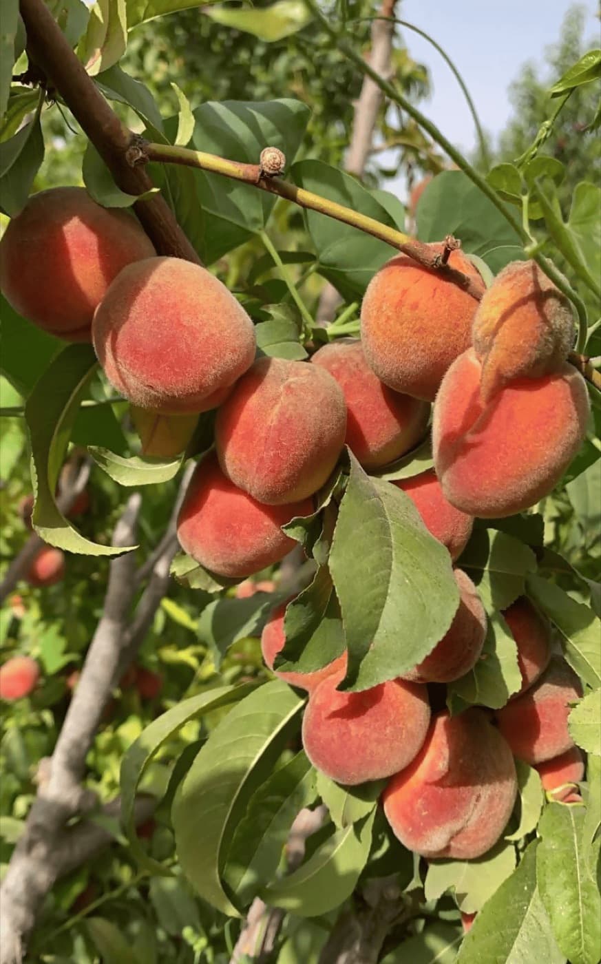 مزرعة عاليات القصيم للخوخ والعنب