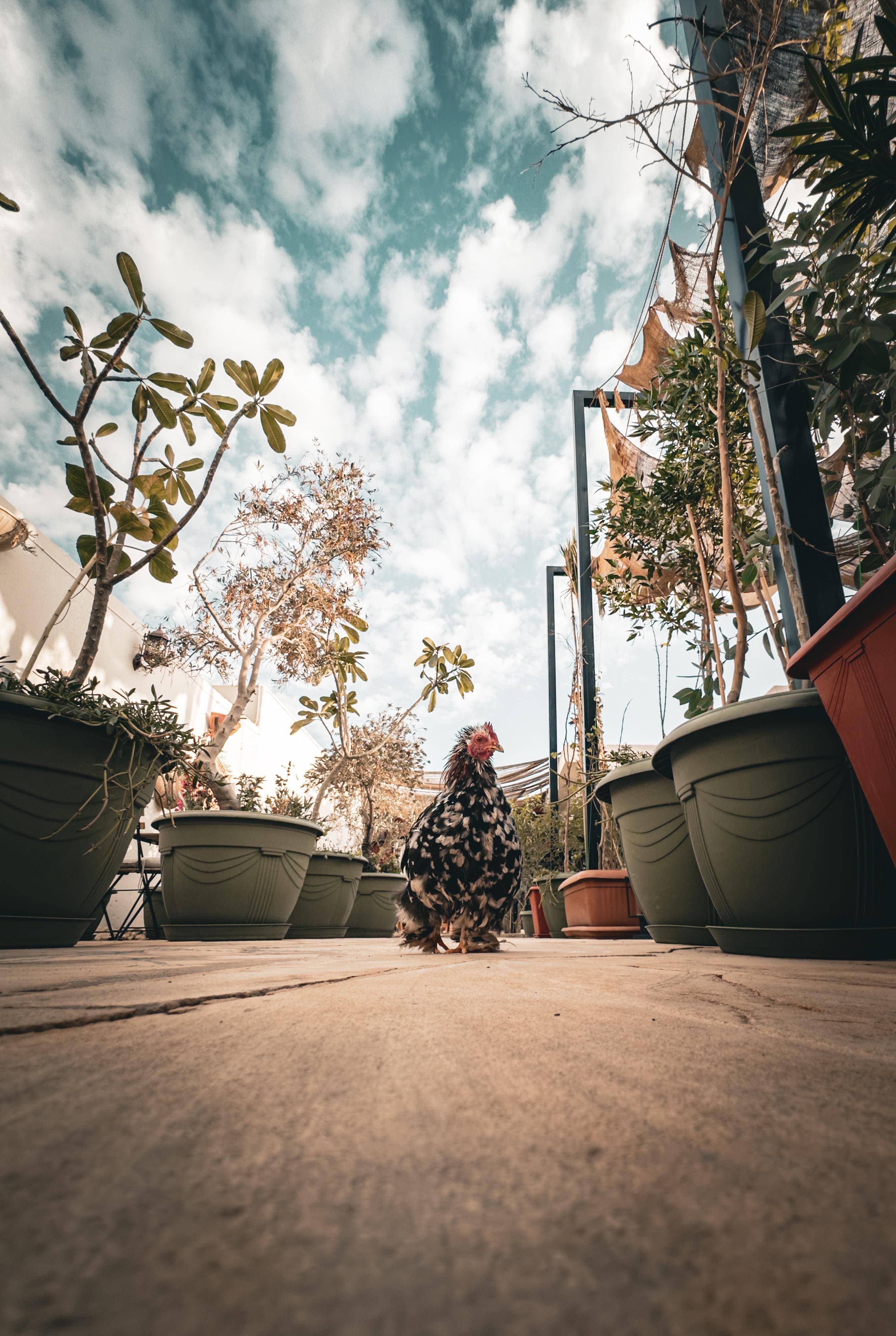 مزرعة منابت