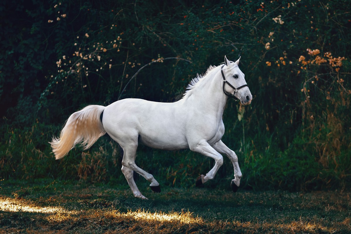 مستوى المبتدئين لركوب الخيل
