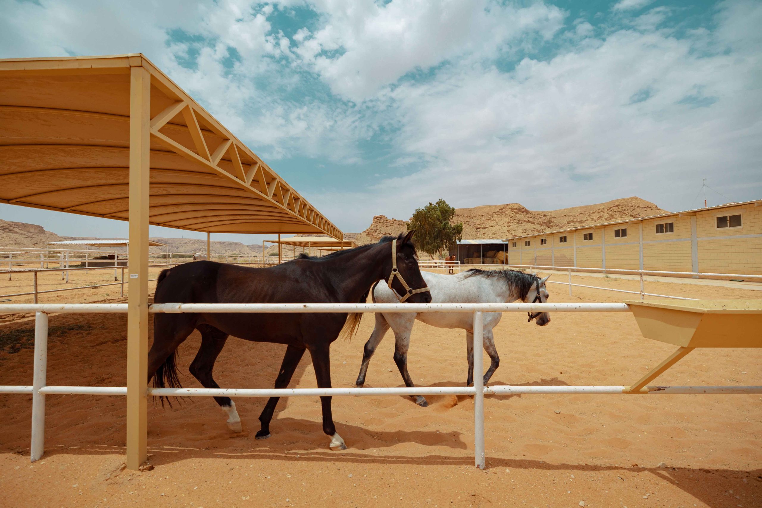 جولة صحراوية على الخيل - ديراب