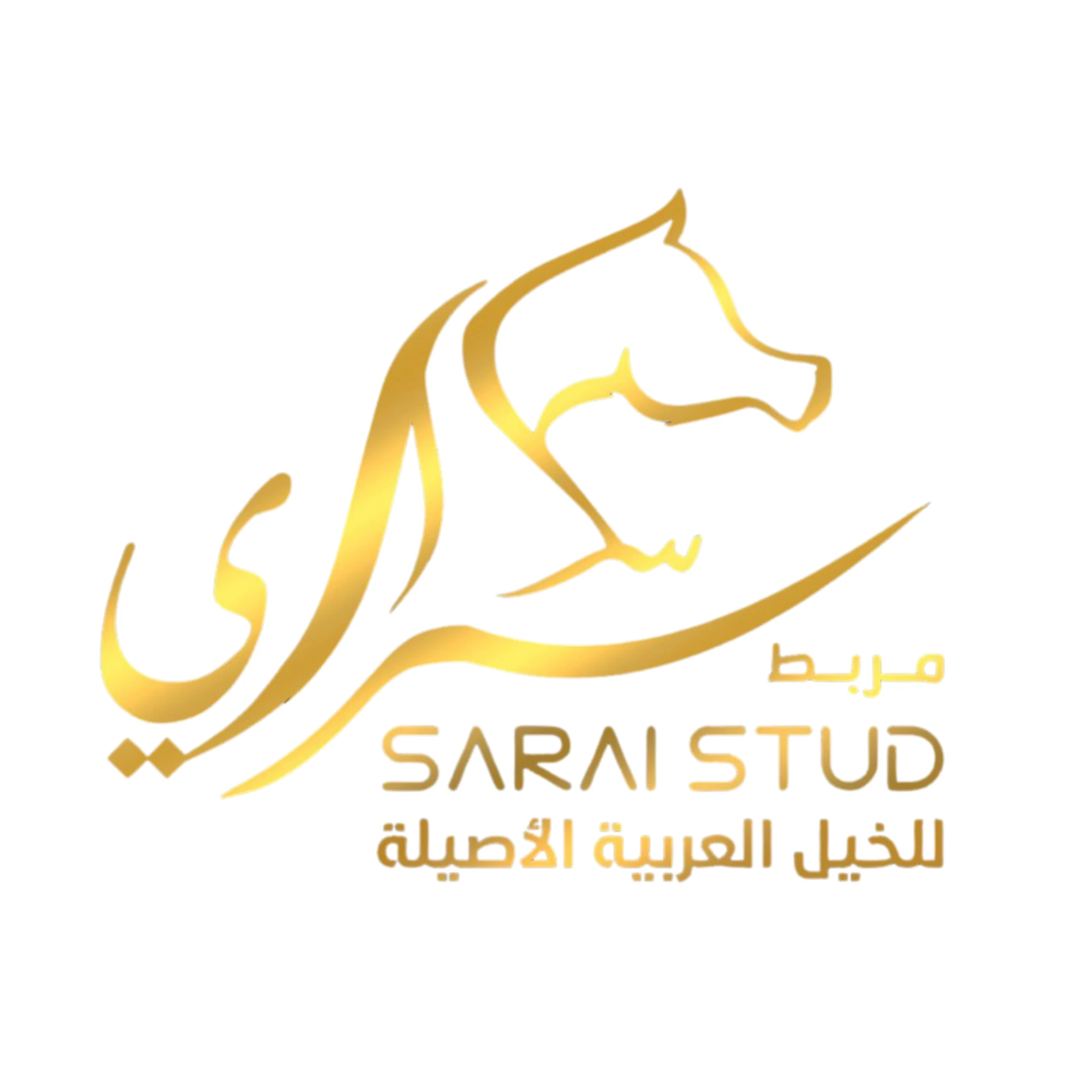 أكاديمية سراي للخيل العربية الأصيلة